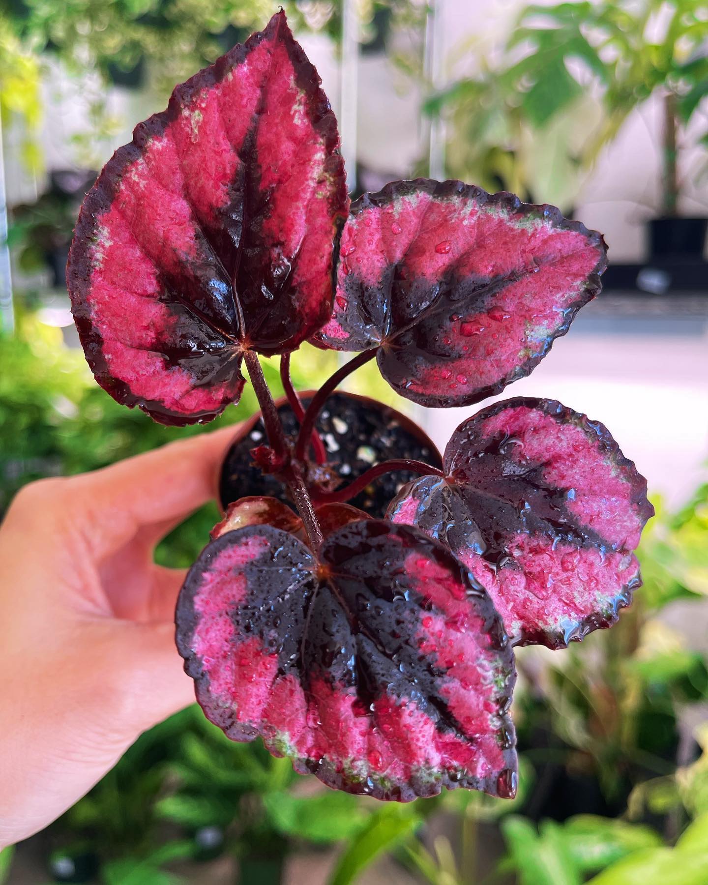 Begonia Red Kiss