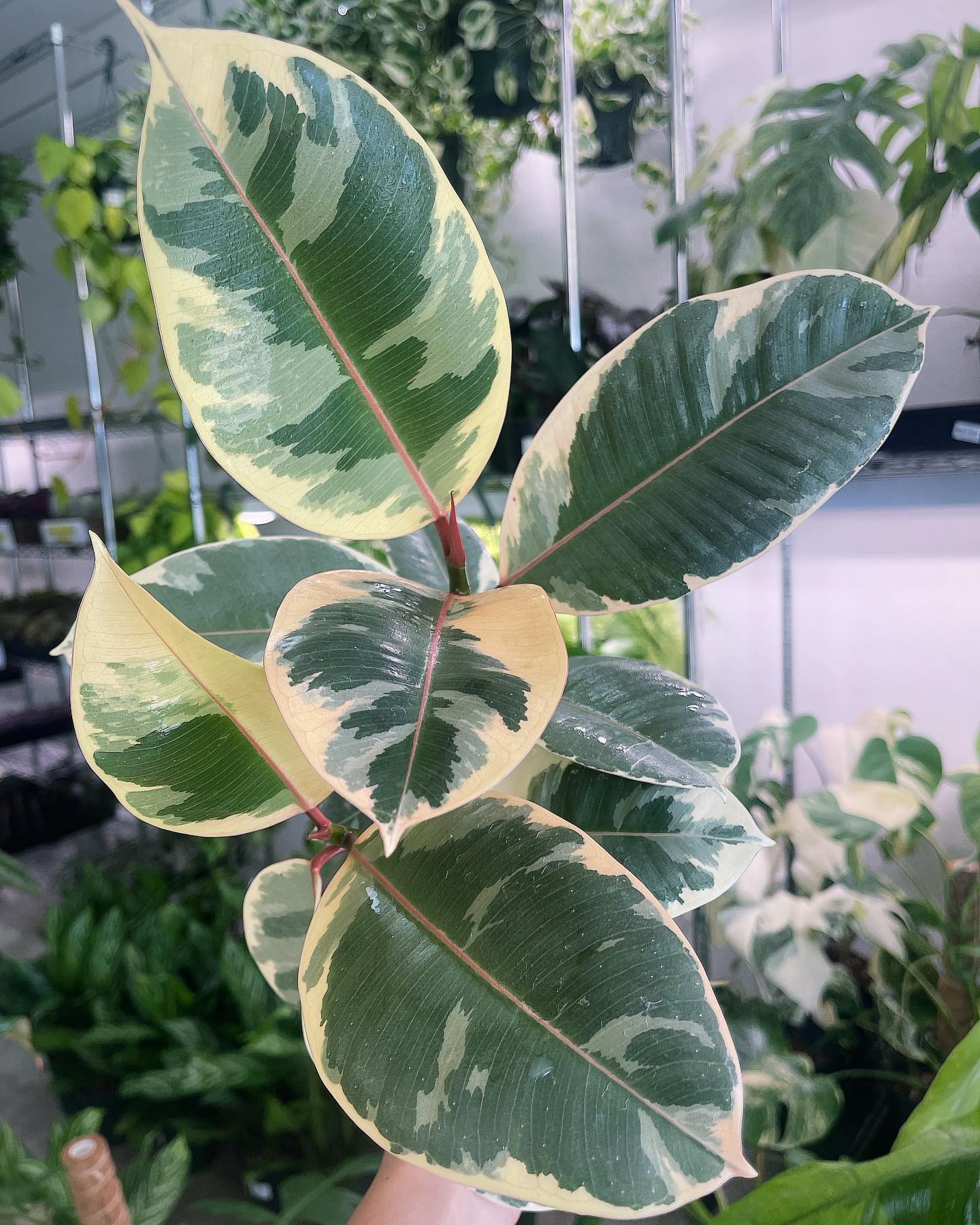 Ficus Tineke