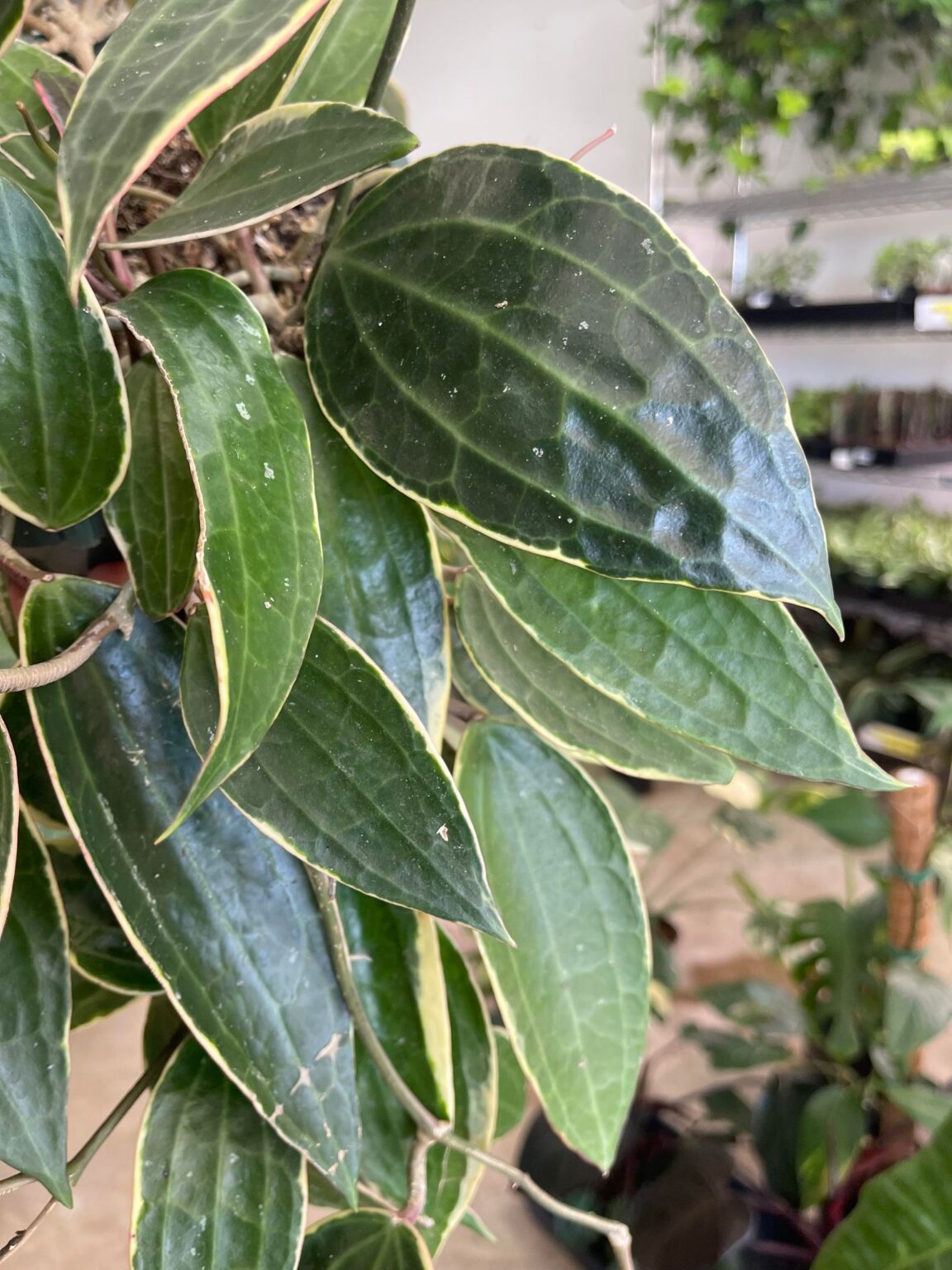 Hoya Macrophylla Albomarginata Variegated “Hanging Basket”